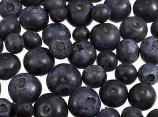 BLUEBERRY OR BILBERRY vaccinium sp AGAINST WHITE BACKGROUND