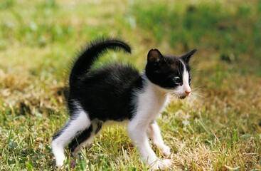 Naklejka na ściany i meble BLACK AND WHITE ORIENTAL DOMESTIC CAT, KITTING IN DEFENSIVE POSTURE
