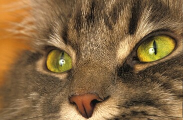 BROWN TABBY DOMESTIC CAT, CLOSE-UP OF EYES