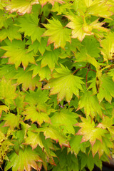 acer palmatum japanese maple tree leaves