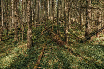 Obraz premium A tree in a forest