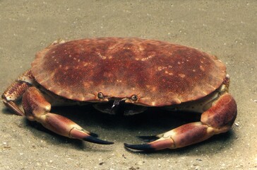 EDIBLE CRAB cancer pagurus