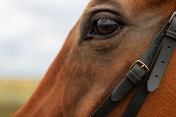Close up of brown horse eye. Portrait of beautiful horse.