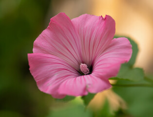 Fototapeta na wymiar annual mallow, a beautiful red flower form this member of the mallow family