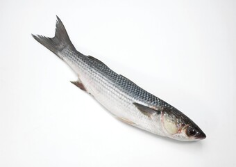 MULLET chelon labrosus AGAINST WHITE BACKGROUND