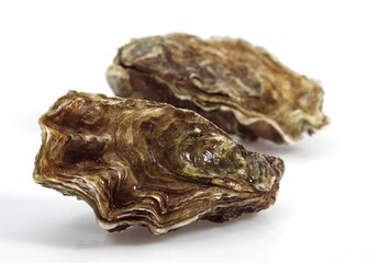 FRENCH OYSTER MARENNES D'OLERON ostrea edulis AGAINST WHITE BACKGROUND