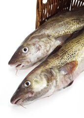 FRESH COD gadus morhua IN A BASKET