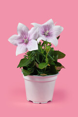 Blooming 'Platycodon Grandiflorus Fuji Pink' balloon flower plant with white and purple flowers isolated on pink background