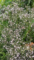 green leaves background