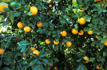 ORANGE TREE citrus sinensis, CORSICA iN FRANCE
