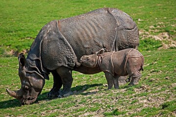Obraz premium INDIAN RHINOCEROS rhinoceros unicornis, MOTHER WITH CALF