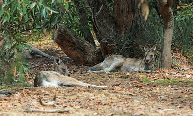 Kangaroo resting under tree - Eastern Grey Kangaroo - Anglesea Golf Course, Victoria, Australia