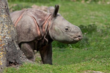 INDIAN RHINOCEROS rhinoceros unicornis, CALF