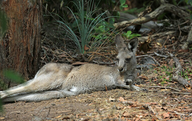 Naklejka na ściany i meble Female kangaroo sleeping - Eastern Grey Kangaroo - Anglesea Golf Course, Victoria, Australia