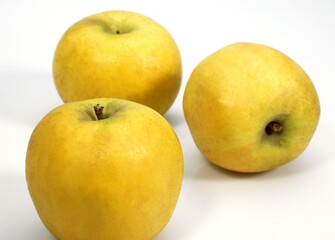 Golden Apples, malus domestica, against White Background