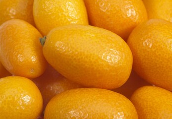 Kumquat, fortunella margarita