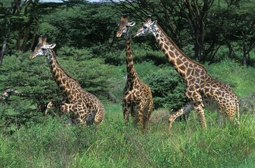 Fototapeta premium Masai Giraffe, giraffa camelopardalis tippelskirchi, Herd of Adults in Kenya