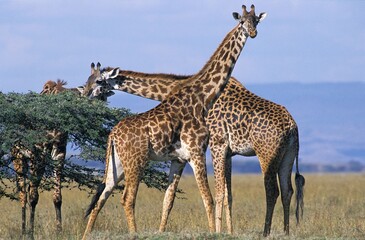 Naklejka na ściany i meble Masai Giraffe, giraffa camelopardalis tippelskirchi, Herd of Adults in Kenya