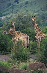 Obraz premium Rothschild's Girafe, giraffa camelopardalis rothschildi, Herd in Kenya