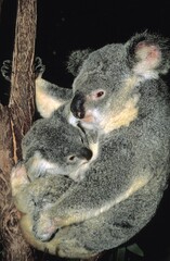 Koala, phascolarctos cinereus, Mother and Baby, Australia