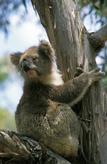 Koala, phascolarctos cinereus, Adult Sitting on Eucalyptus Branch, Australia