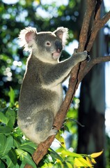 Koala, phascolarctos cinereus, Adult, Australia