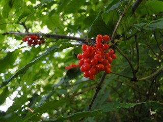 red berries on a bush