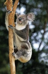 Koala, phascolarctos cinereus, Adult Climbing Branch, Australia
