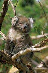 Koala, phascolarctos cinereus, Adult Sitting on Branch, Australia
