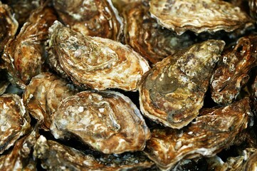 French Oyster, Fine de Claire, ostrea edulis
