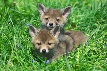 Red Fox, vulpes vulpes, Pup Laying on Grass, Normandy