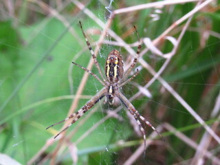 macro photo of a spider. spider weaves a web