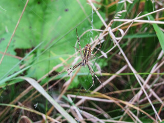 macro photo of a spider. spider weaves a web