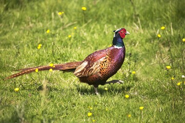 Common Pheasant, phasianus colchicus, Male standing on Grass, Normandy in France