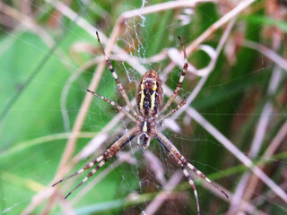 macro photo of a spider. spider weaves a web
