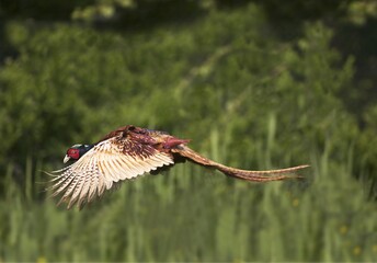 Common Pheasant, phasianus colchicus, Male in Flight, Normandy in France