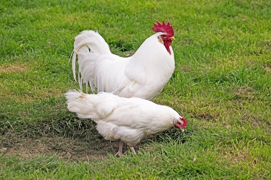 White Leghorn, Domestic Chicken, Cockerel with Hen standing on Grass
