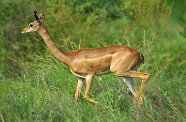 Obraz premium Gerenuk or Waller's Gazelle, litocranius walleri, Female, Samburu Park in Kenya