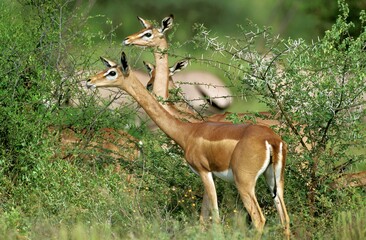 Gerenuk or Waller's Gazelle, litocranius walleri, Females, Samburu Park in Kenya