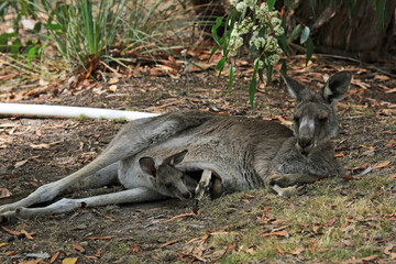 Naklejka na ściany i meble Jill and Joey - Eastern Grey Kangaroo - Anglesea Golf Course, Victoria, Australia