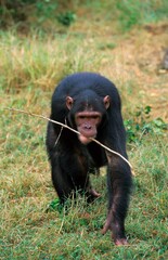 Chimpanzee, pan troglodytes, Adult