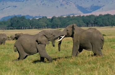 African Elephant, loxodonta africana, Adults playing, Kenya
