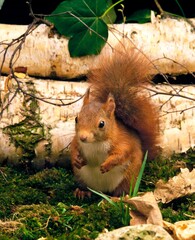 Red Squirrel, sciurus vulgaris, Male during Autumn Season