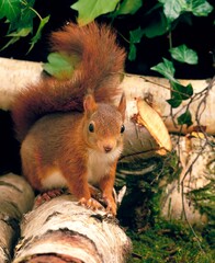 Red Squirrel, sciurus vulgaris, Male