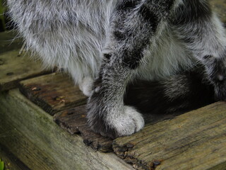 domestic cat paw