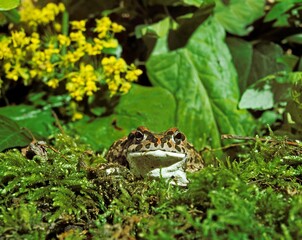 Green Toad, bufo viridis, Adult standing on Moss