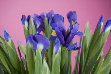 Many beautiful blue irises on a lilac background