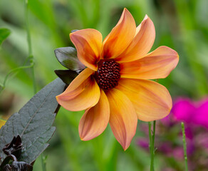 Dahlia Mignon, Bishop of York with its brightly coloured orange petals and crimson centre