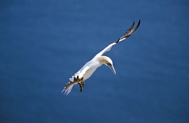 Northern Gannet, sula bassana, Adult in Flight, Bonaventure Island in Quebec