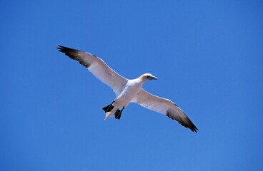 Northern Gannet, sula bassana, Adult in Flight, Bonaventure Island in Quebec